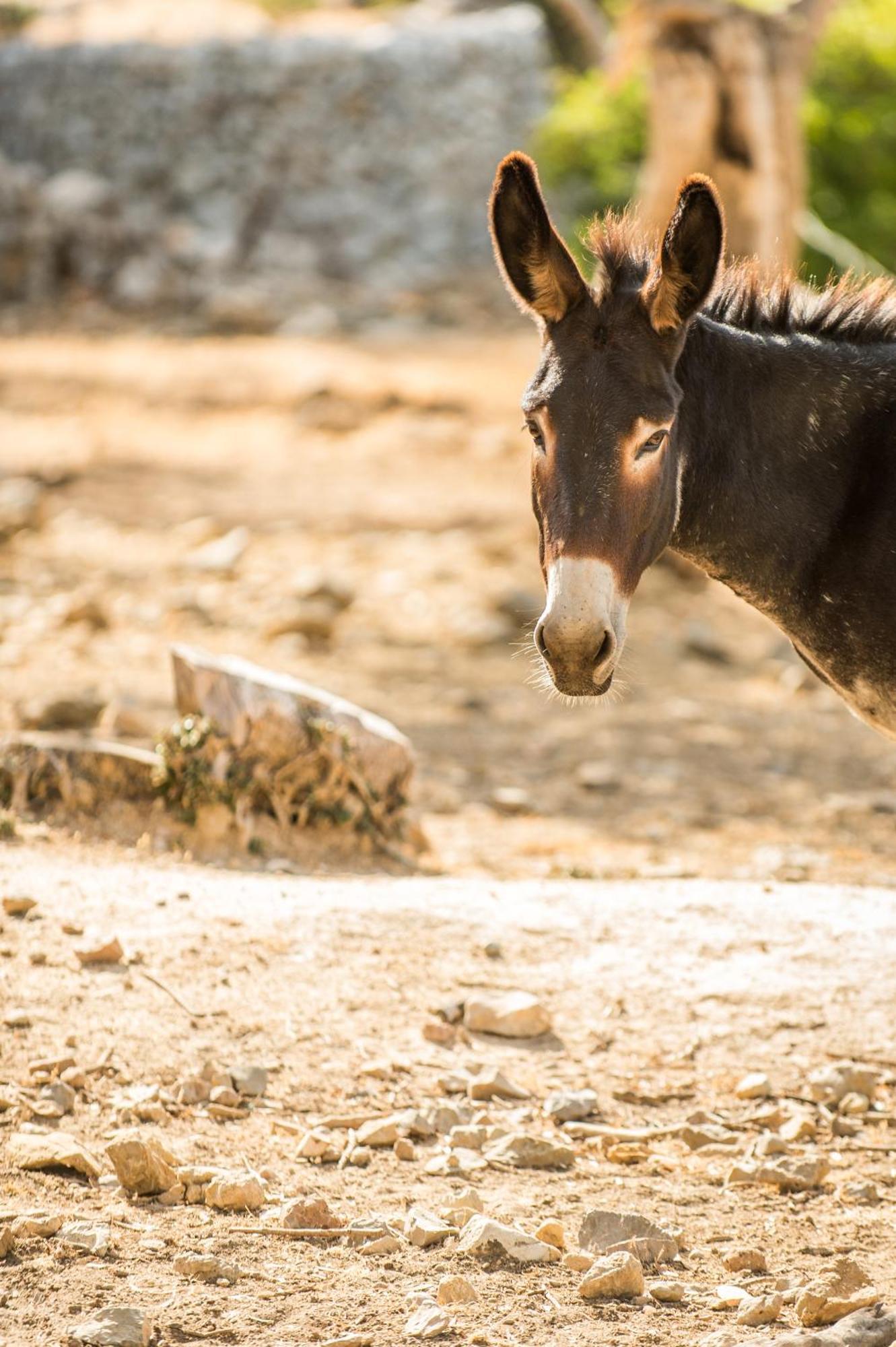 Agroturismo Muleta De Ca S'Hereu Puerto de Sóller Dış mekan fotoğraf